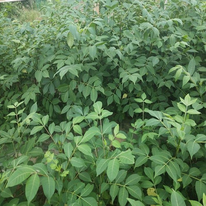 吴茱萸种子小花中花吴萸茶辣漆辣子臭檀种籽四季播种