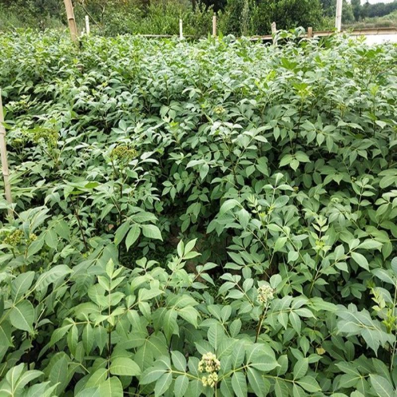吴茱萸种子小花中花吴萸茶辣漆辣子臭檀种籽四季播种