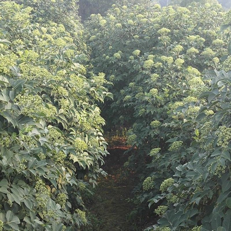 吴茱萸种子小花中花吴萸茶辣漆辣子臭檀种籽四季播种