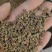 吴茱萸种子小花中花吴萸茶辣漆辣子臭檀种籽四季播种