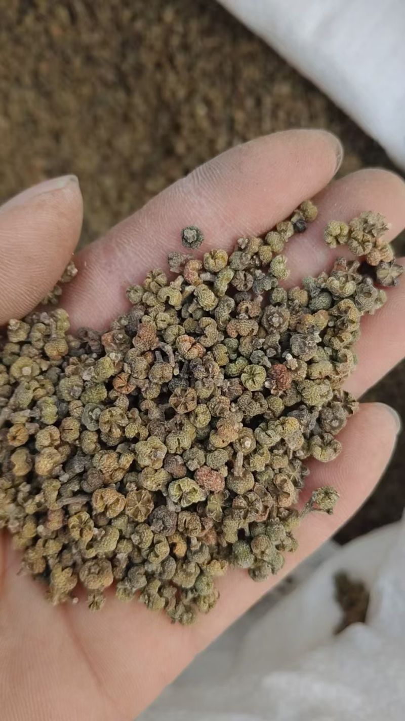 吴茱萸种子小花中花吴萸茶辣漆辣子臭檀种籽四季播种