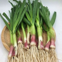 蒜苗红根蒜苗大棚蒜苗精品长期有货可水洗可装箱按需保装安排