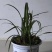 蕙兰3至4年熟草开花浓香九节兰老品种易成活好管理多购优惠