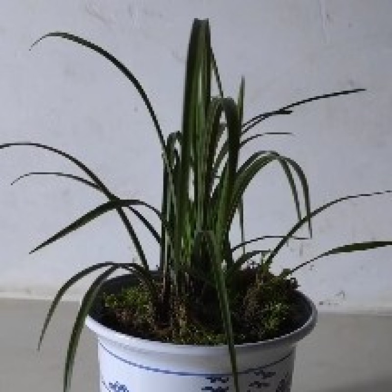 蕙兰3至4年熟草开花浓香九节兰老品种易成活好管理多购优惠
