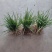 蕙兰3至4年熟草开花浓香九节兰老品种易成活好管理多购优惠