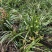 蕙兰3至4年熟草开花浓香九节兰老品种易成活好管理多购优惠
