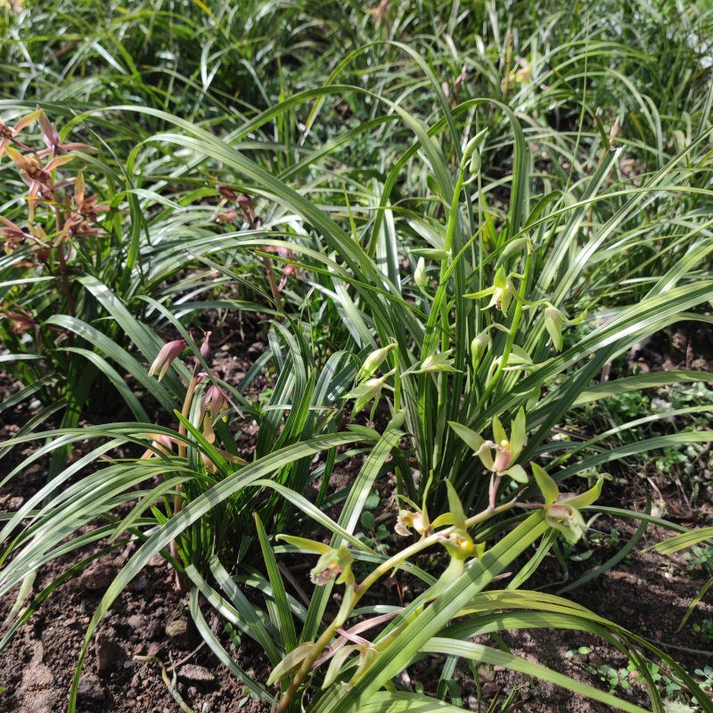 蕙兰3至4年熟草开花浓香九节兰老品种易成活好管理多购优惠