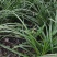 蕙兰3至4年熟草开花浓香九节兰老品种易成活好管理多购优惠