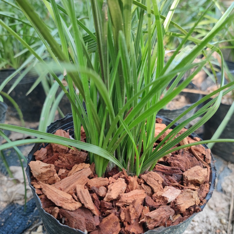 蕙兰3至4年熟草开花浓香九节兰老品种易成活好管理多购优惠