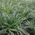 蕙兰3至4年熟草开花浓香九节兰老品种易成活好管理多购优惠