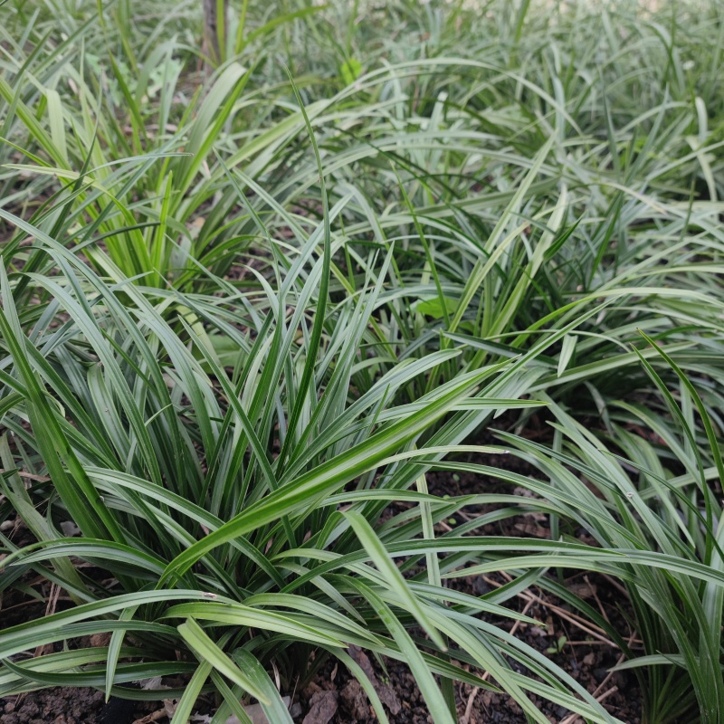 蕙兰3至4年熟草开花浓香九节兰老品种易成活好管理多购优惠