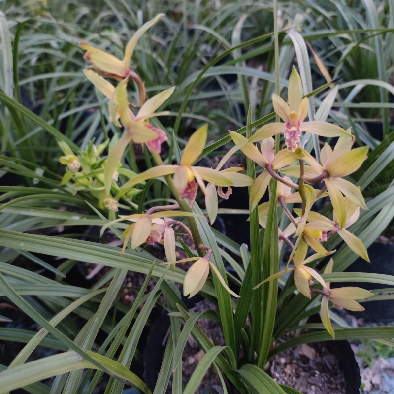 蕙兰3至4年熟草开花浓香九节兰老品种易成活好管理多购优惠