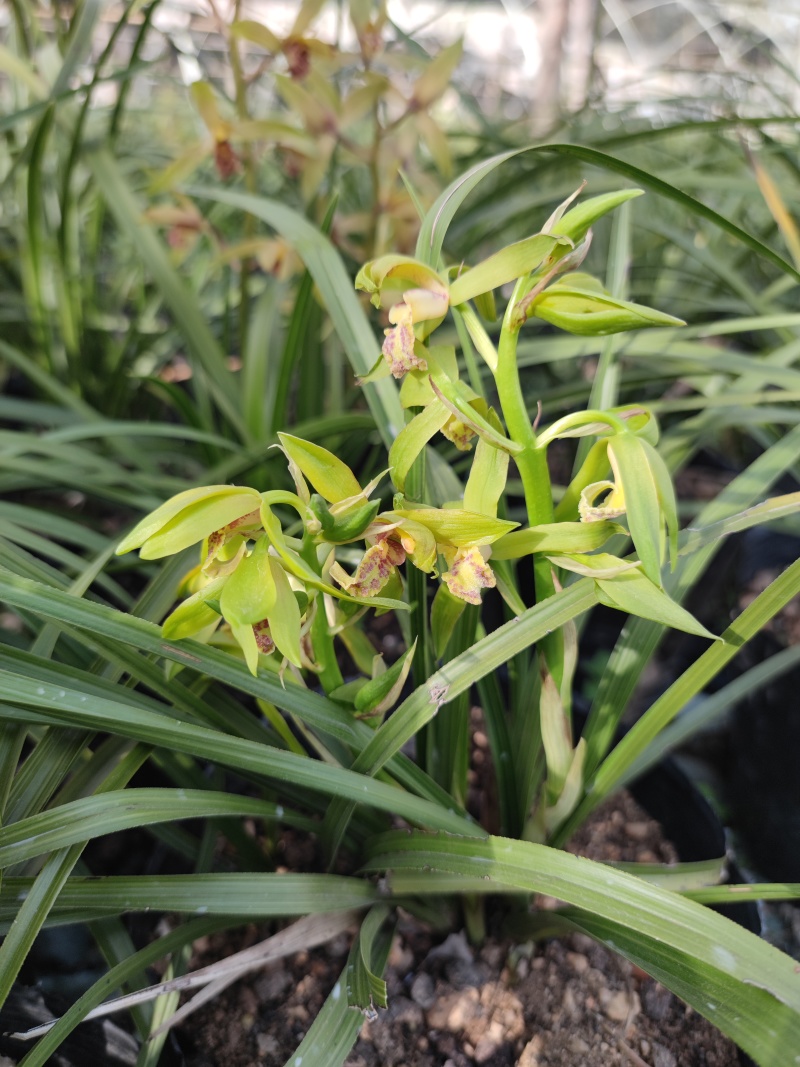 蕙兰3至4年熟草开花浓香九节兰老品种易成活好管理多购优惠
