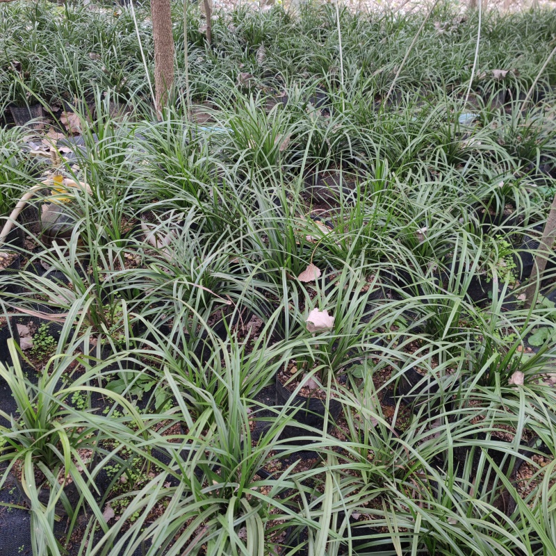 蕙兰3至4年熟草开花浓香九节兰老品种易成活好管理多购优惠