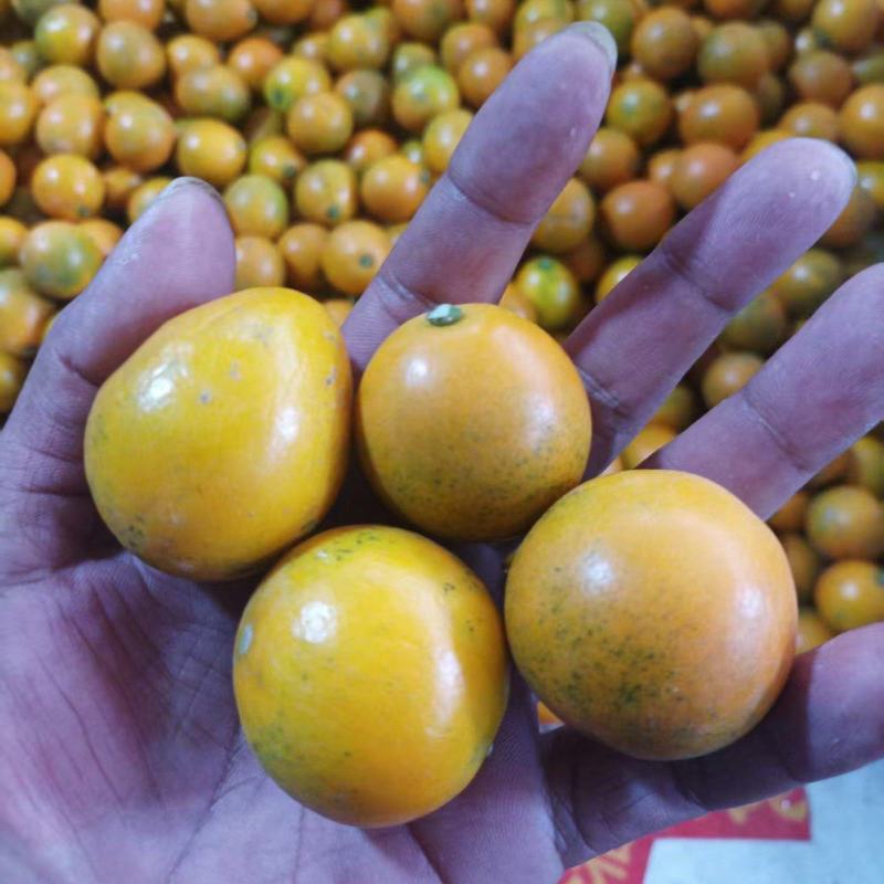 广西阳朔脆蜜金桔/果地直发/现采现发/市场精品/电商平台