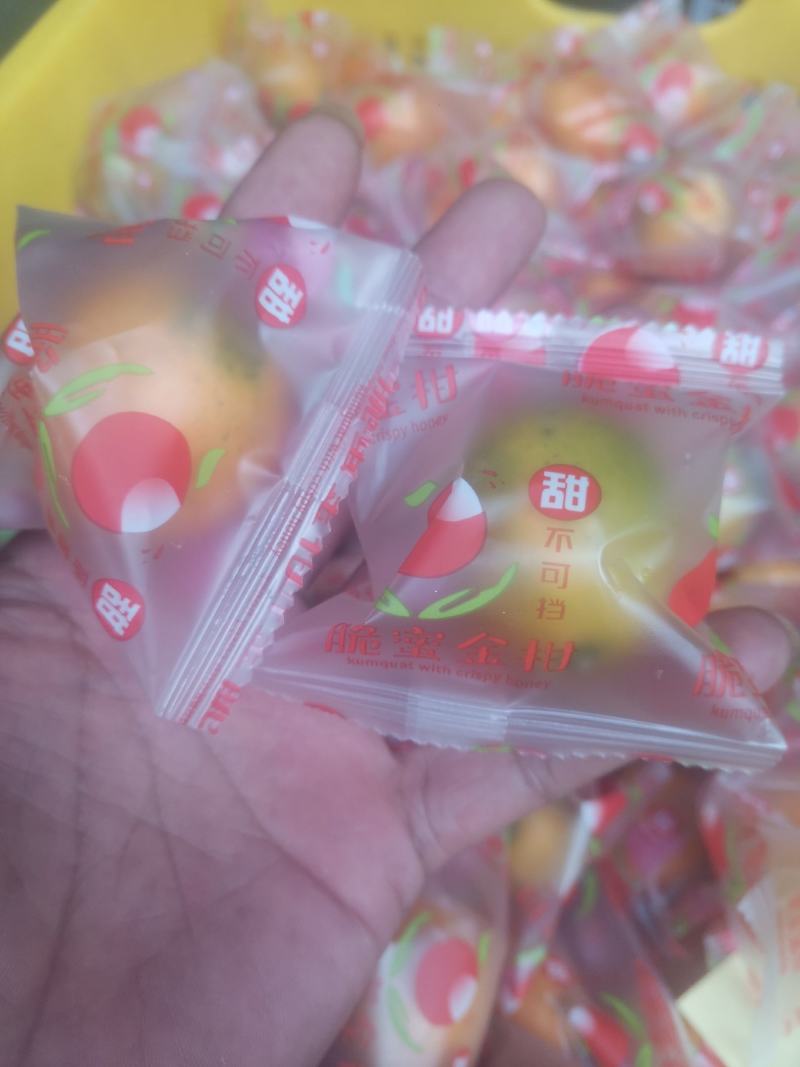 广西阳朔脆蜜金桔/果地直发/现采现发/市场精品/电商平台