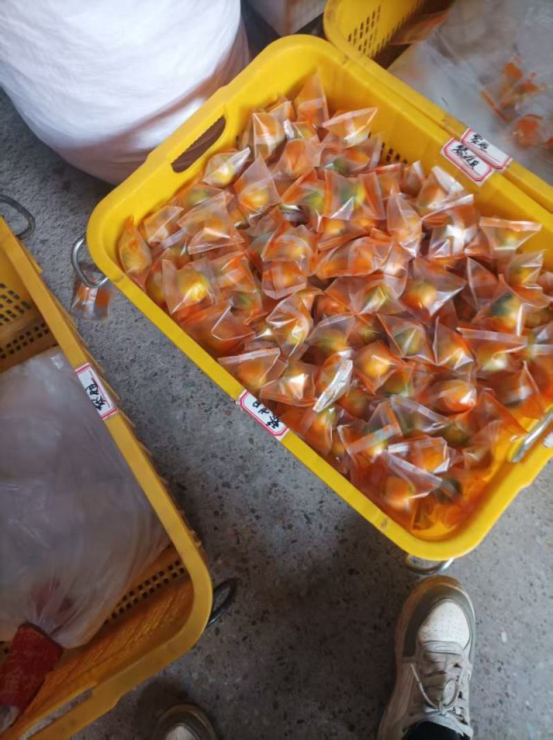 广西阳朔脆蜜金桔/果地直发/现采现发/市场精品/电商平台