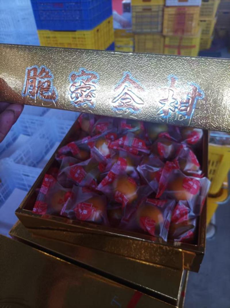 广西阳朔脆蜜金桔/果地直发/现采现发/市场精品/电商平台
