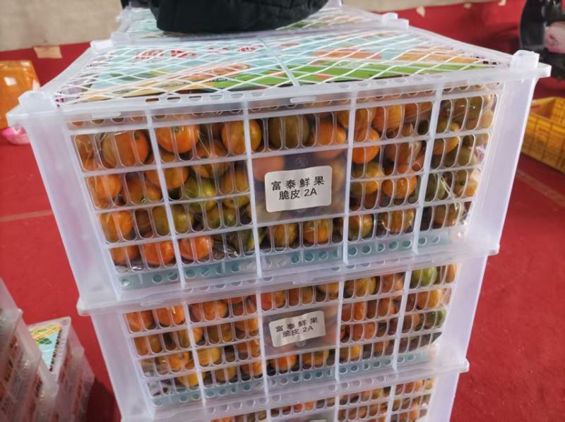 广西阳朔脆蜜金桔/果地直发/现采现发/市场精品/电商平台