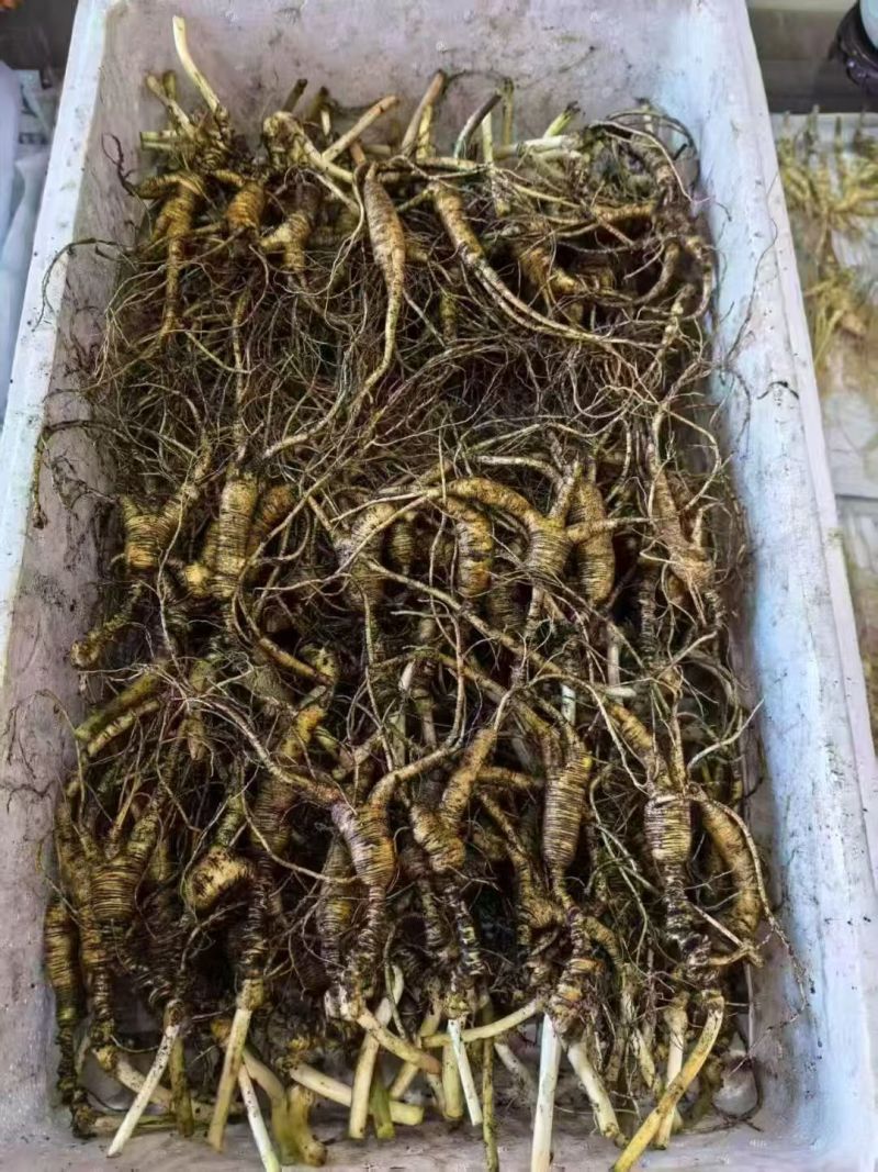林下鲜参批发
