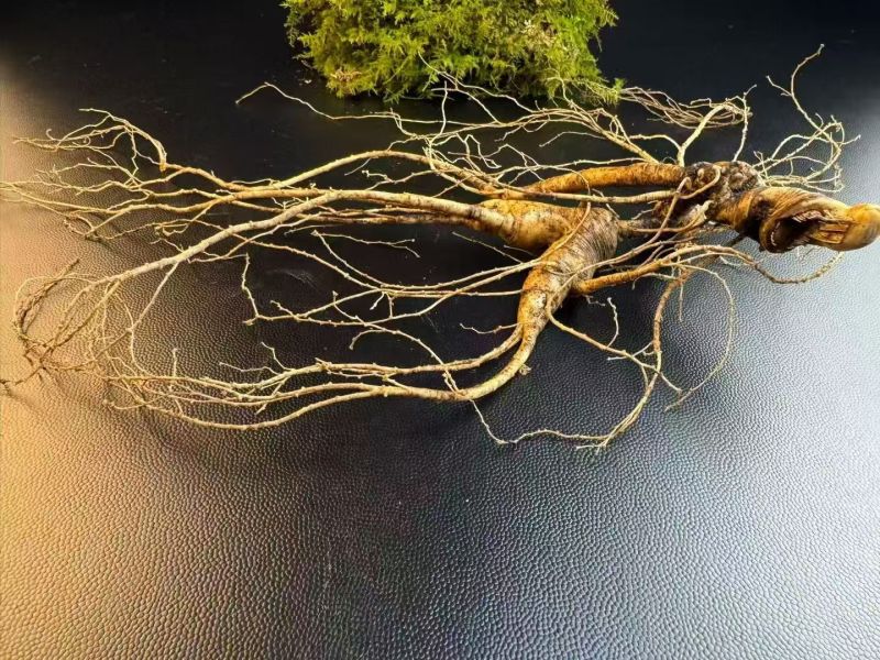 林下鲜参批发