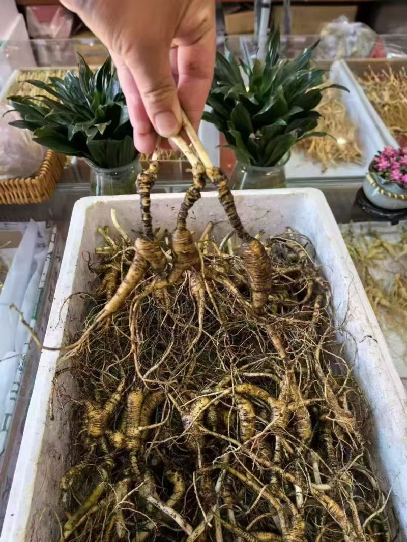 林下鲜参批发