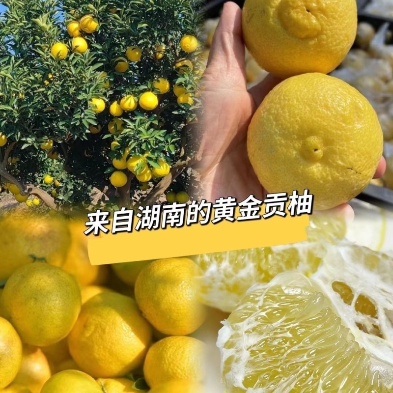【一件代发】精品香柚支持一件代发电商商超供应链大量供应