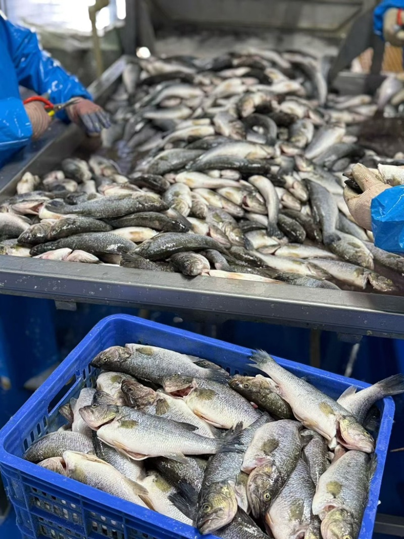 开背鲈鱼加州三去免处理淡水鲈鱼去鱼鳞去内脏去鱼鳃