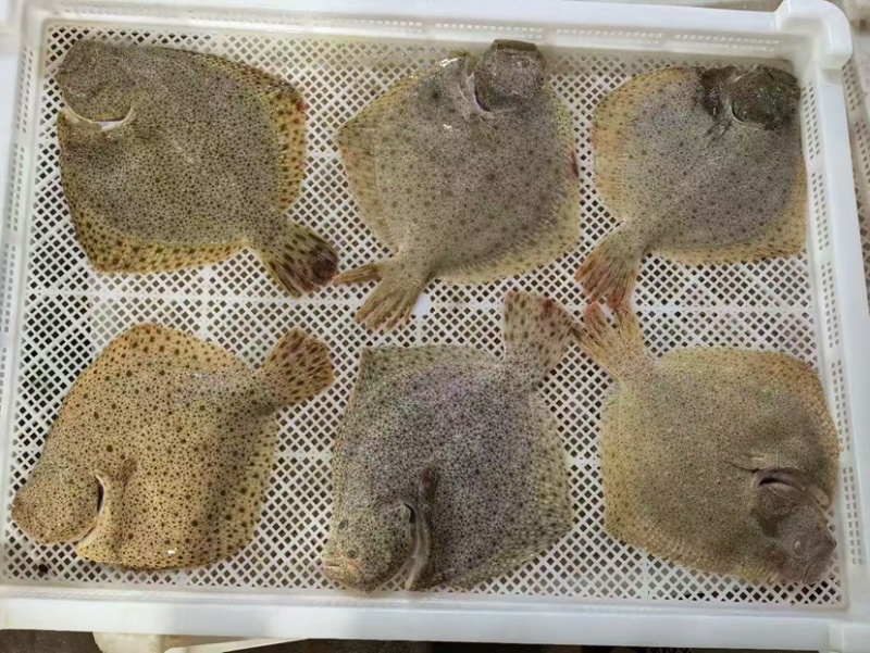 精品多宝鱼