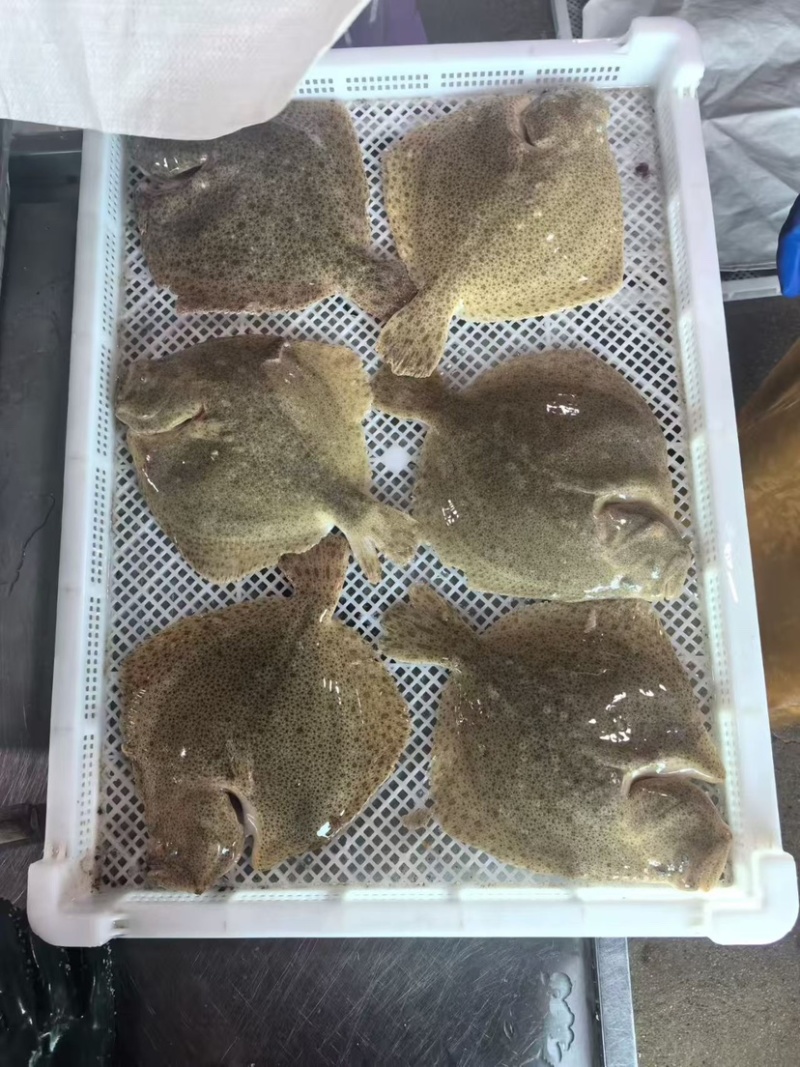 精品多宝鱼