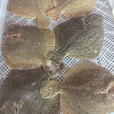 精品多宝鱼