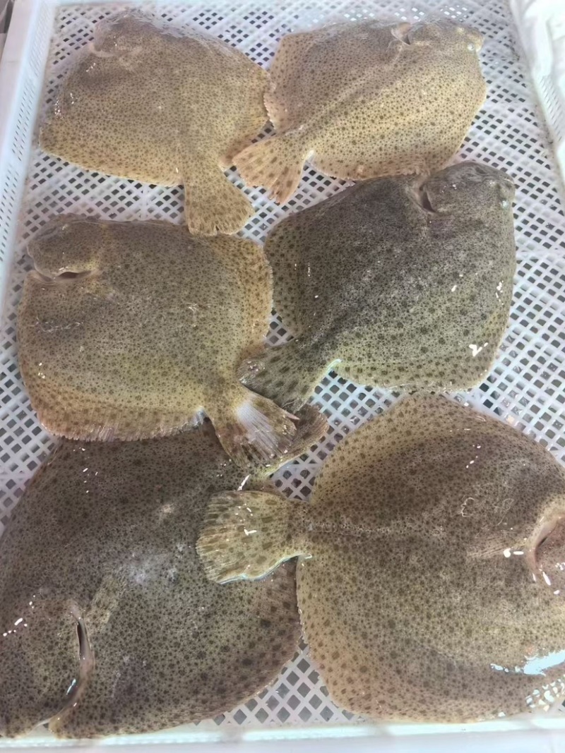 精品多宝鱼