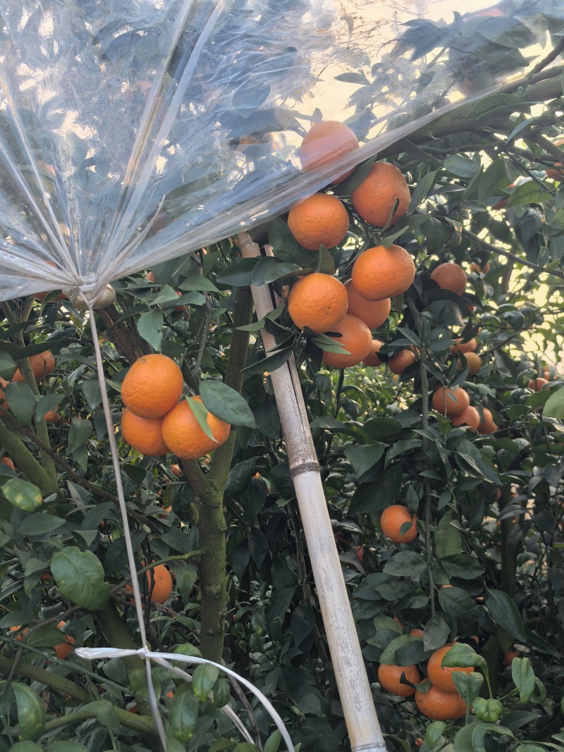 荔浦沃柑，果面干净，细皮，甜度高