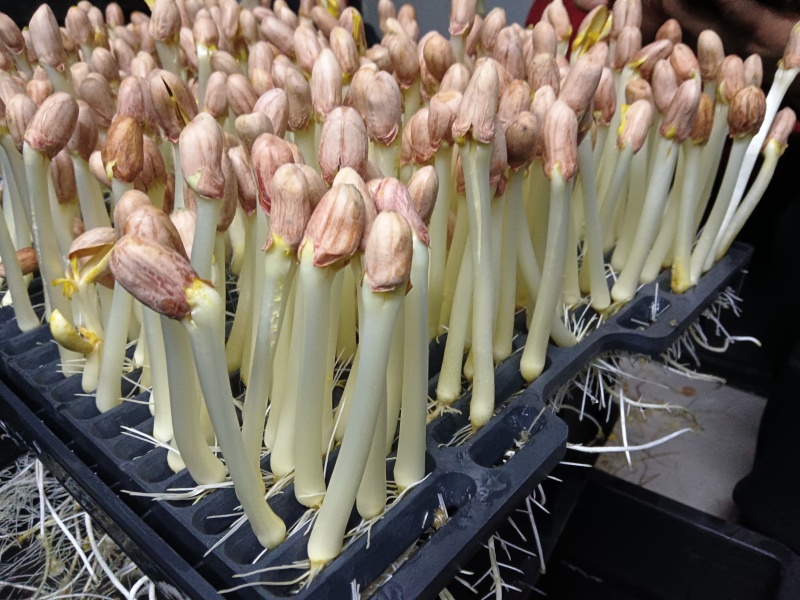 花生芽