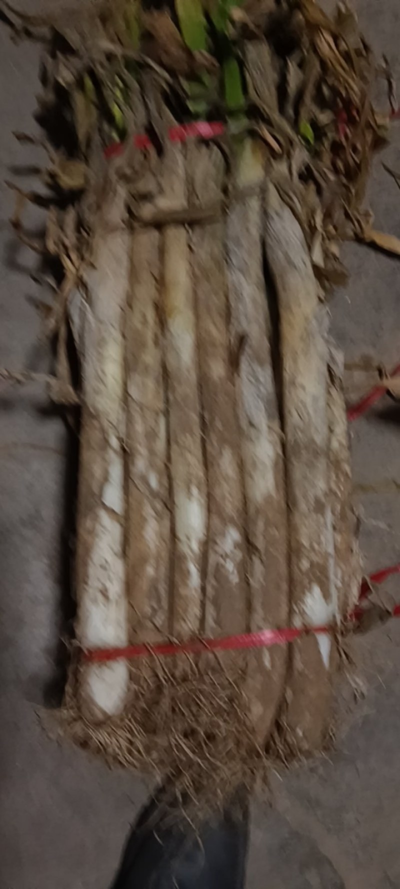长白大葱