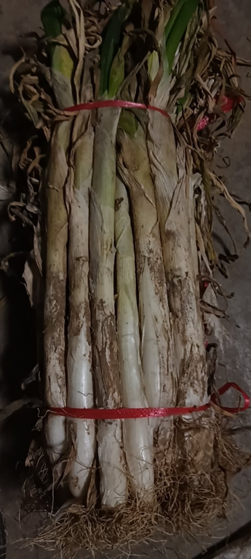 长白大葱
