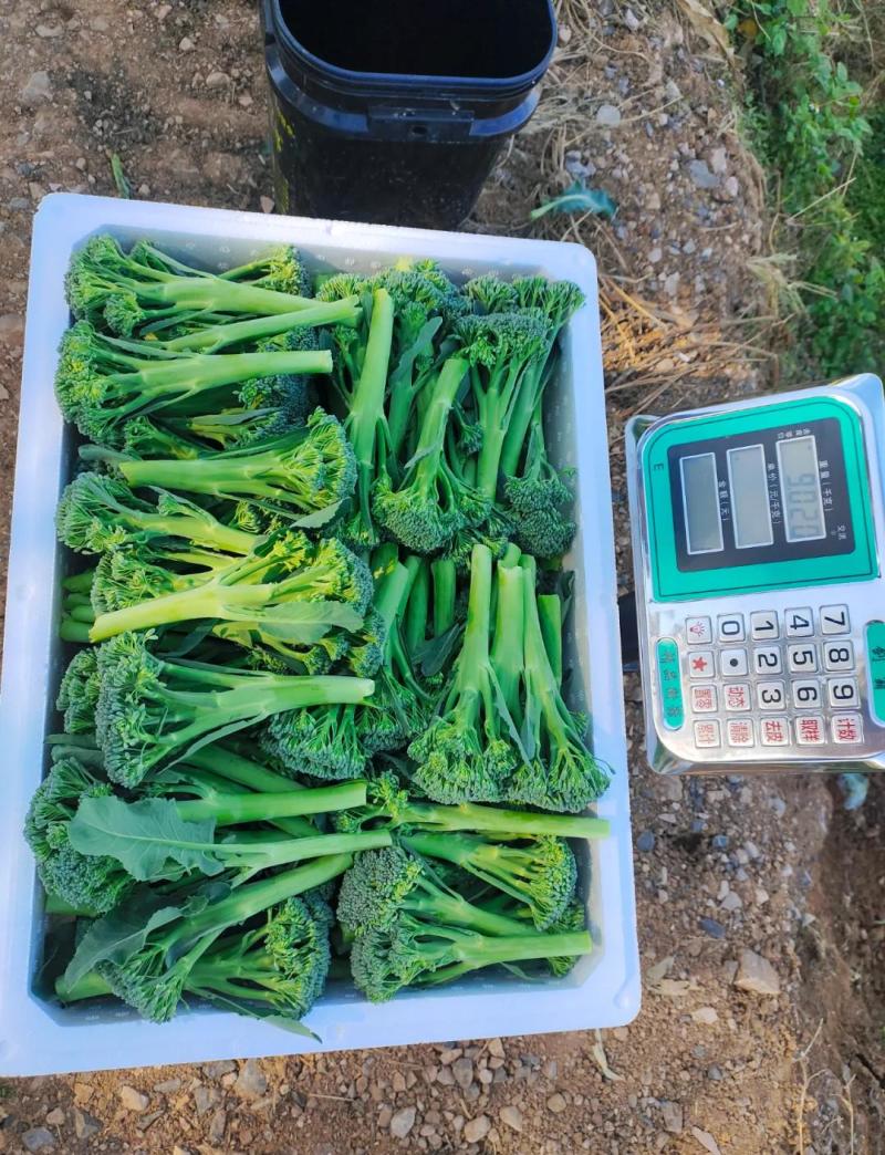 西兰苔，基地直供，一手货源保质保量对接全国