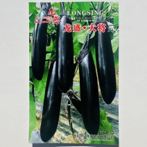龙盛大将长茄种子早熟粗棒顺直油黑亮绿黑茄子种子果肉淡绿烧