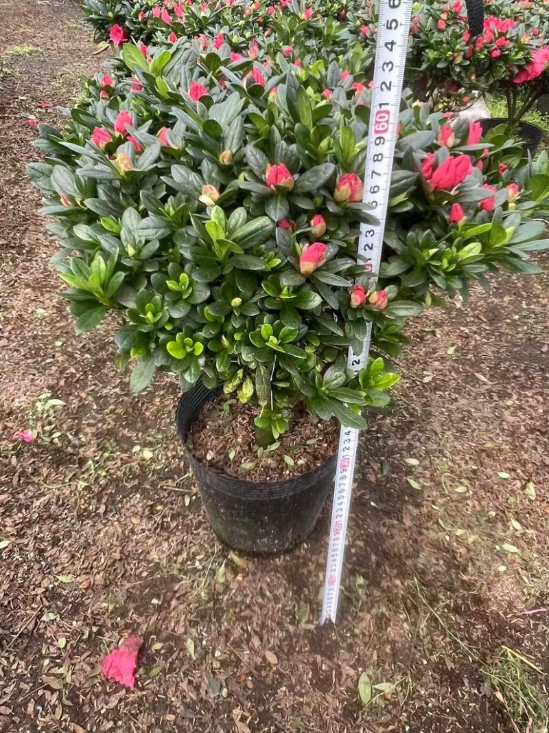 杜鹃（红色粉色淡红色）各种规格齐全欢迎采购可视频看货