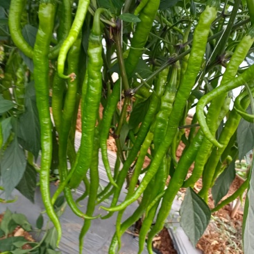 线椒