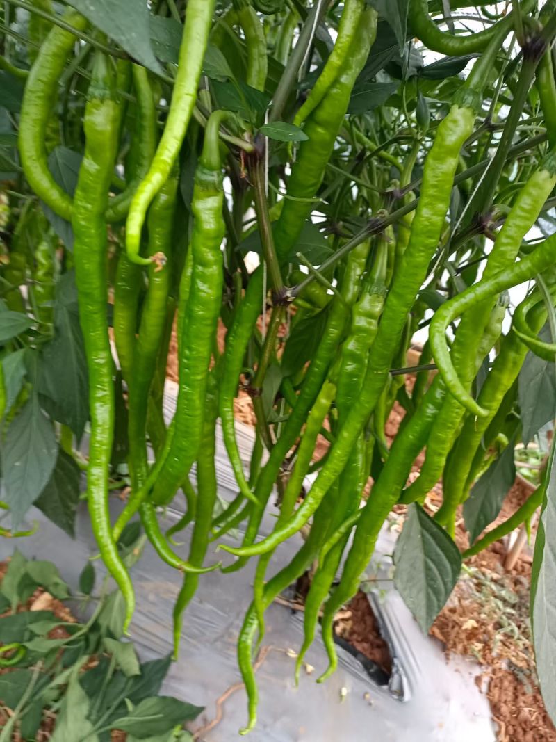 线椒