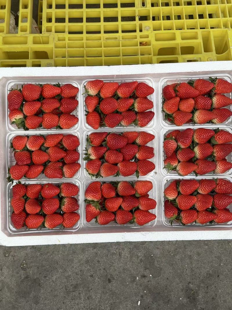 【推荐】山东甜宝草莓一手货源供应市场商超电商欢迎咨询