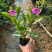 长春花大量清场出售各种品种地被苗基地大量供应各种时花开