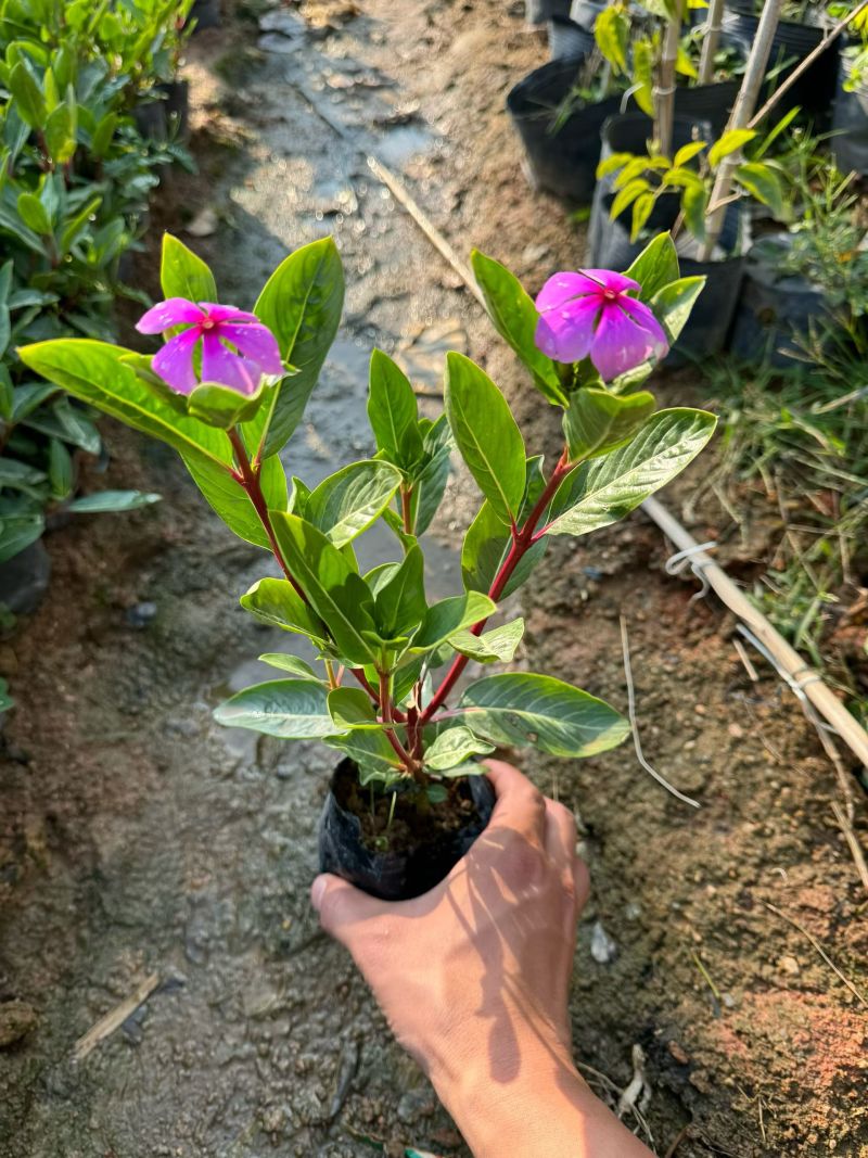 长春花大量清场出售各种品种地被苗基地大量供应各种时花开