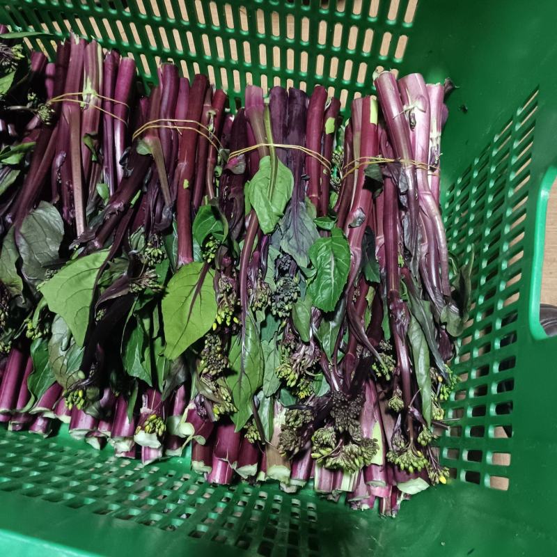 自家种植红菜苔营养价值高