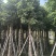 秋枫重阳木大量清场3-50公分。还有各种品种不落叶