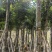 秋枫重阳木大量清场3-50公分。还有各种品种不落叶
