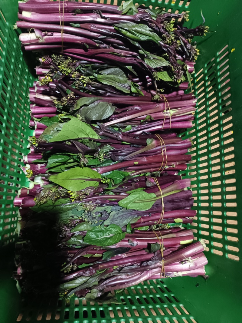 自家种植红菜苔营养价值高