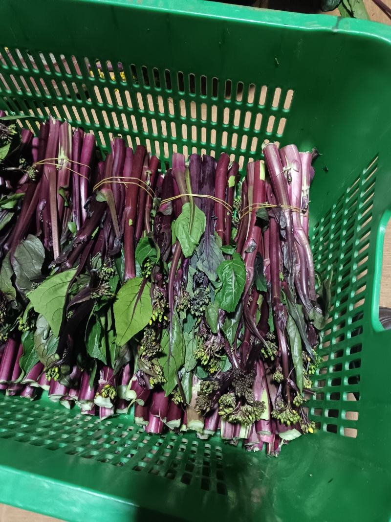 自家种植红菜苔营养价值高