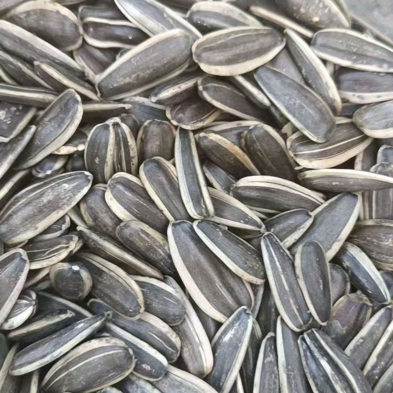 葵花籽大量现货价格优惠